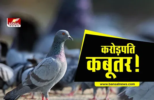 इस गांव में रहते हैं करोड़पति कबूतर, नकदी से लेकर कई बीघा जमीन तक इनके नाम हैं