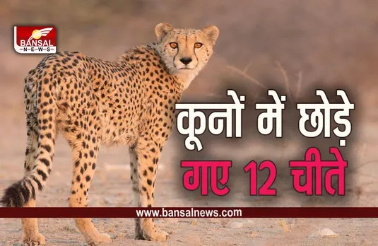 kuno National Park : कूनों में बढ़ा चीतों का कुनबा, सीएम ने छोड़े 12 चीते