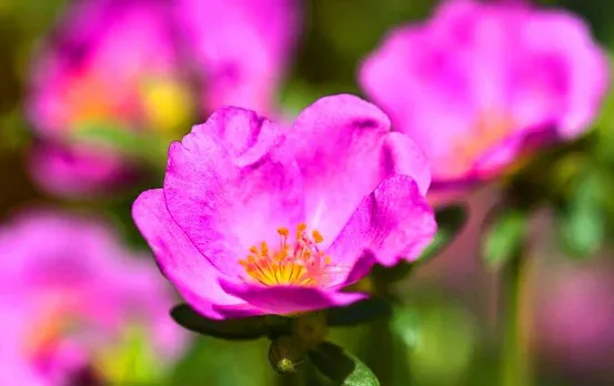 Home Gardening: दस बजिया फूल (Das Bajiya Phool) लाता है घर में सौभाग्य, इसके औषधीय गुण जानकर हो जाएंगे हैरान