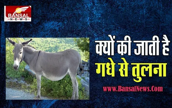 Janna Jaruri Hai: आखिर क्यों बेवकूफी करने पर कहा जाता है गधे हो क्या ? जानिए इसका रोचक तथ्य