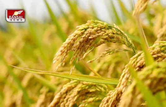 FCI: खरीफ के सीजन में चांवल की होगी बंपर खरीदी, पंजाब से खरीदा जाएगा सबसे अधिक चांवल