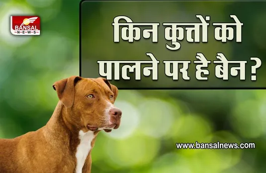 Pitbull Attack : अगर आपने भी पाला है स्वान, तो पढ़ लें ये खबर, हो सकती है जेल