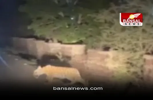 Bhopal News: कलियासोत डैम के पास सड़क पार करते दिखे बाघिन -123 के 2 शावक, अलर्ट मोड पर वन विभाग