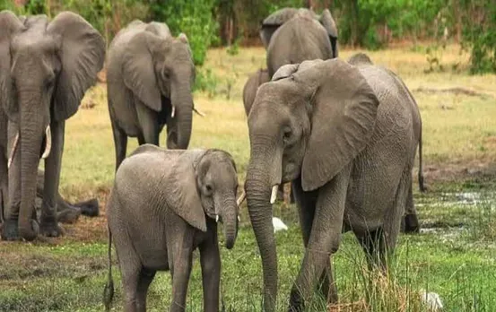 ऐसी बरसी जिसके बारे में आपने कभी नहीं सुना होगा, जहां हाथी की स्मृति में मनाई जाती है बरसी, पढ़ें पूरी खबर