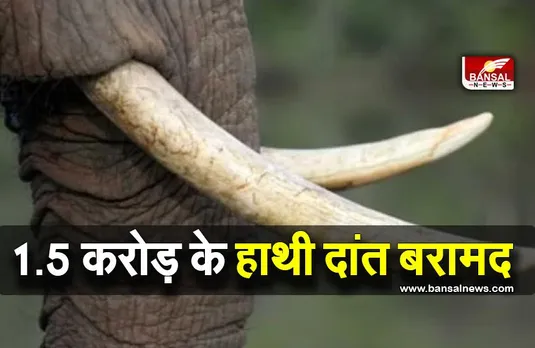 महाराष्ट्र में 1.5 करोड़ रुपये मूल्य के हाथी दांत के साथ दो लोग गिरफ्तार