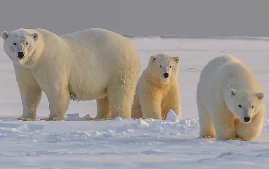 Environmental News: ध्रुवीय भालू (Polar Bear) के जीवन पर संकट, जानिए उनकी मुश्किलें और वजह