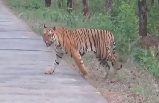 Seoni News: सड़क पार करते नजर आया बाघ, राहगीरों ने बनाया वीडियो