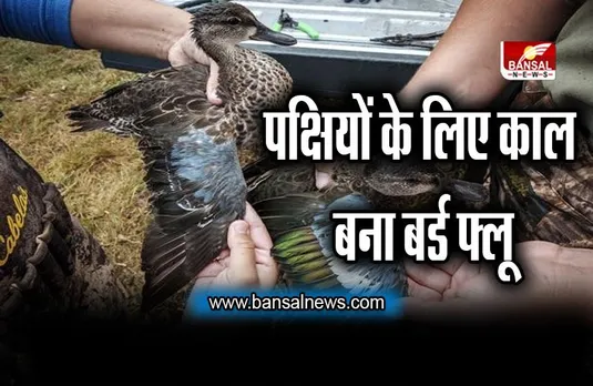 Bird flu in Kerala: कोट्टायम में पक्षियों के लिए काल बना बर्ड फ्लू ,बतखों समेत 6000 पक्षियों का किया गया सफाया