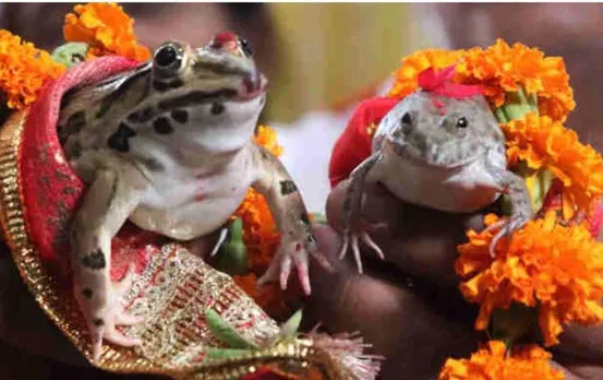 मंडला में हुई अनोखी शादी, मेंढक बना दूल्हा और मेंढकी दुल्हन, जानें पूरी बात