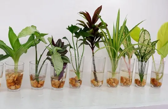 Gardening Tips: बिना मिट्टी के पानी में उगाए जाने वाले 5 इंडोर प्लांट, घर की खूबसूरती में लगाएंगे चार चांद