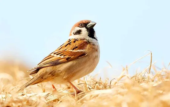 Gauraiya Shagun: घर में और आसपास गौरैया दिखना देता है ये शगुन संकेत, होते हैं ये लाभ