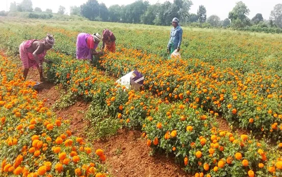 Bastar: फूलों से बदल रही किसानों की तकदीर, 100 एकड़ में बोई गेंदे की फसल