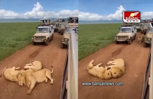 Viral Video: बीच रास्ते पर मस्ती करते दिखे शेर, देखें वीडियो