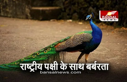 MP News: राष्ट्रीय पक्षी के साथ बर्बरता, पंख नोचते दिखे शख्स, देखें वीडियो