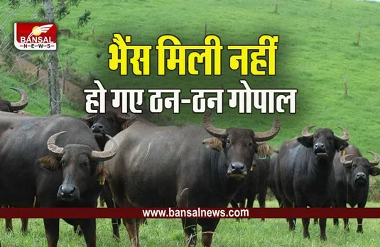 Gwalior Buffalo Online Fraud : ऑनलाइन भैंस खरीदने के चक्कर में ठगा गया किसान, 87 हजार का लगा चूना