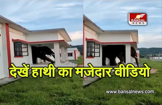 ELEPHANT ENTERS BUILDING: खाने की तलाश में बिल्डिंग में घुसा हाथी, और फिर फंस गया, देखें वीडियो