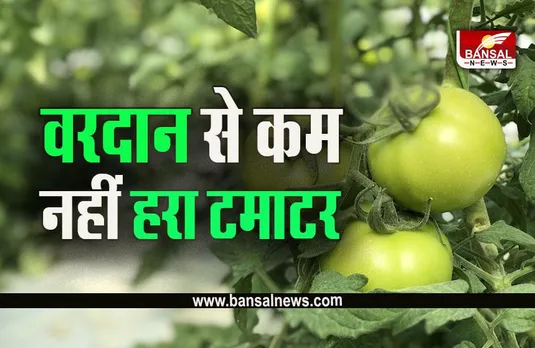 Green Tomato Benefits: लाल से कहीं ज्यादा फायदेमंद है हरा टमाटर, सेवन से दूर होंगी ये गंभीर बीमारियां, जानें कैसे