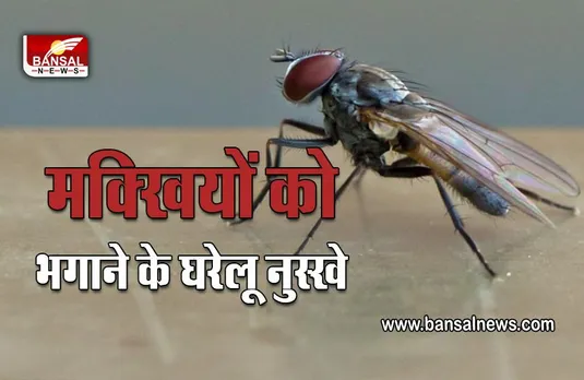 House Flies Home Remedies: बारिश में घर में हो रही हैं मक्खियां, ये हैं भगाने के रामबाण उपाय,दोबारा नहीं भिनभिनाएंगी