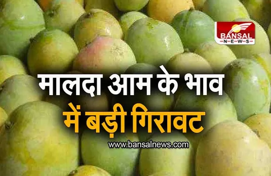 Malda Mango: 3 रूपये किलो पहुंचा मालदा आम, किसान हुए परेशान