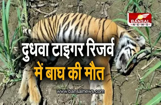 UP News: दुधवा टाइगर रिजर्व में बाघ की मौत, खेत में मिला शव