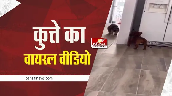 Viral Video: लुका-छुपी खेलते दिखे दो कुत्ते, देखें वायरल वीडियो