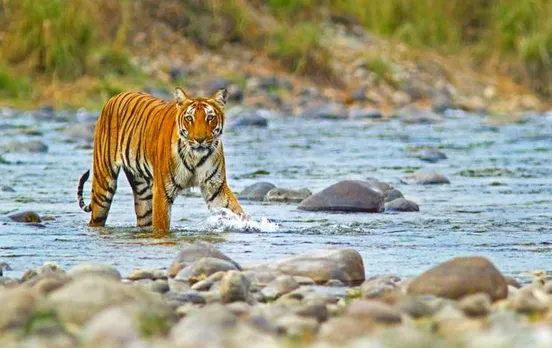 Corbett Park Open: पर्यटकों के लिए खुशखबरी! कॉर्बेट टाइगर रिजर्व के बीजरानी और गर्जिया जोन खुले