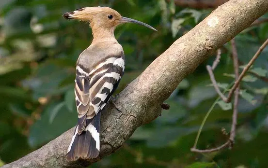 Kathfodva Facts: हमेशा लकड़ी क्यों खोदता है कठफोड़वा, क्यों नहीं टूटती है उसकी चोंच, कठफोड़वा का मुहावरा और सीख