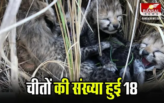 Kuno National Park: कूनो नेशनल पार्क से खुशखबरी, मादा चीता आशा ने 3 शावकों को दिया जन्म