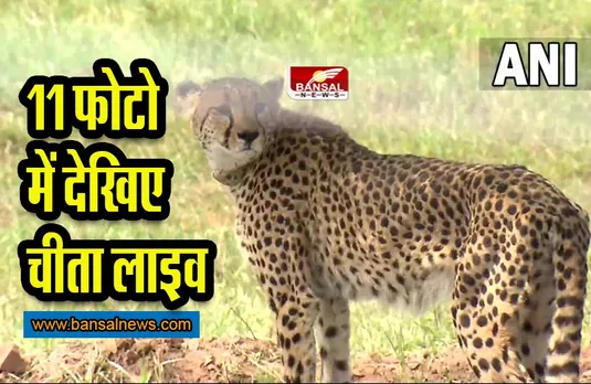 Cheetah Photo Story: नामीबिया से लेकर कुनो पार्क तक फोटो में देखिए कैसा रहा प्रोजेक्ट चीता