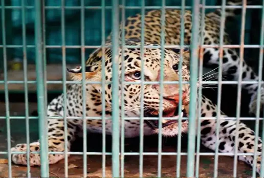 Ratlam News: बोदिना इलाके के ग्रामीणों में दहशत का माहौल, घर में घुसा तेंदुआ