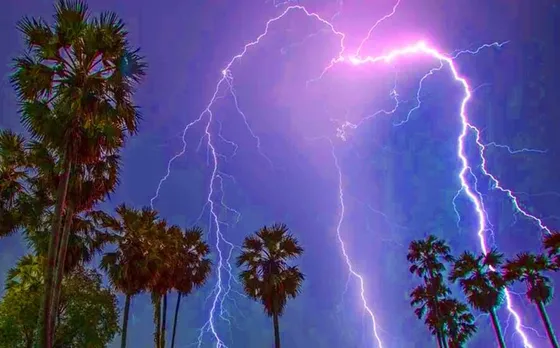 Lightning Protection Tips: आकाशीय बिजली की दुर्घटना से बचाता है ताड़ का पेड़: मौसम विभाग, पढ़ें पूरी खबर