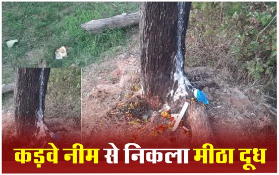 Satna News: नीम के पेड़ से निकला मीठा दूध, चमत्कार या विज्ञान, जानिये क्या है वजह