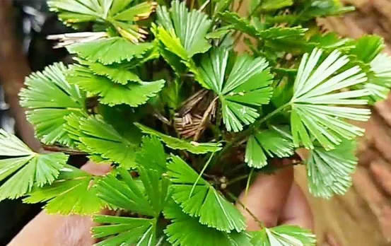 Mayur Shikha ke Fayde: घर में लगा लिया ये पौधा तो बरसेगा धन, होगा चमत्कार ही चमत्कार