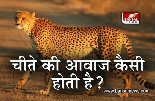 Namibian Cheetahs in Mp: क्या आप जानते है कि चीते की आवाज कैसी होती है?