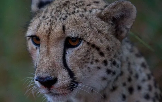 MP Cheetah News: कीड़े पड़ने से हुई मादा चीता की मौत, पोस्टमार्टम रिपोर्ट में सामने आया बीमारी का नाम