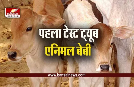 Test Tube Animal Baby MP : मध्यप्रदेश में पहली बार ट्यूब एनिमल बेबी को जन्म देगी गाय, इन जिलों का चयन, सागर होगा पहला जिला