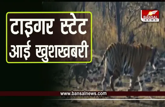 Panna Tiger Reserve : पन्ना से आई खुशखबरी, सुपर मॉम की बेटी बाघिन P-151 ने दिया 4 शावकों को जन्म