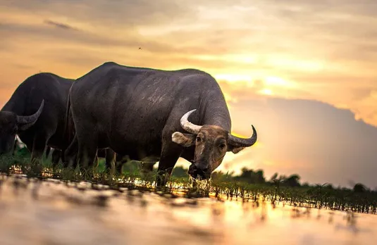 MP News: भैंस के हमले से घायल ग्रामीण की मृत्यु, मालिक के खिलाफ केस दर्ज