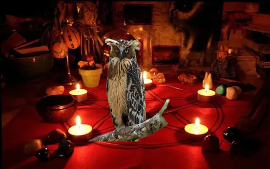 दिवाली से पर उल्लुओं की जान पर आई आफत, अंधविश्वास में कुछ लोग आज भी देते हैं उल्लू की बलि