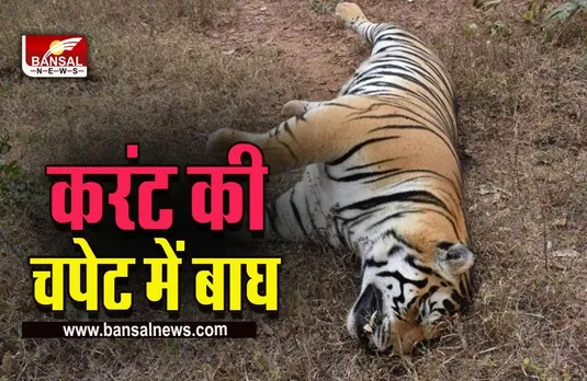 Panna Tiger Reserve : करंट लगने से बाघ की मौत, पन्ना टाइगर रिजर्व में एक महीने के अंदर दूसरा मामला