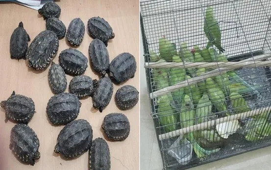 Dilli News: दुर्लभ प्रजाति के कछुए और तोते बरामद, अवैध रूप से बेचेने का करते थे काम