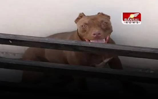 नहीं थम रहा पिटबुल का आतंक; बच्चे को 20 मिनट तक काटता रहा 'पिटबुल' और लोग खड़े रहे