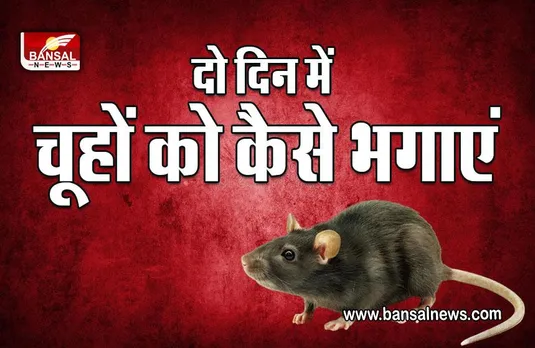 How to Get Rid of Rats : घर में है चूहों का आतंक, चाहते हैं छुटकारा, ये हैं रामबाण उपाय