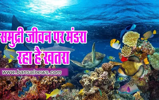Marine heatwave : समुद्री जीवन पर मंडरा रहा है खतरा रिसर्च में आए चौकाने वाले आंकड़े