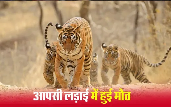 Bandhavgarh National Park: मध्यप्रदेश के बांधवगढ़ बाघ अभयारण्य में बाघिन की मौत