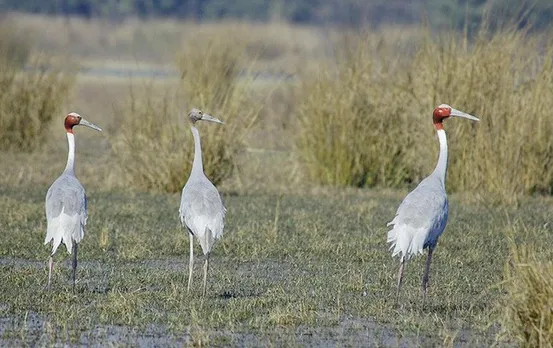 Saras Ganana 2023: म.प्र. के बालाघाट में पाए गए सर्वाधिक इतने सारस, नंबर दो पर है ये जिला