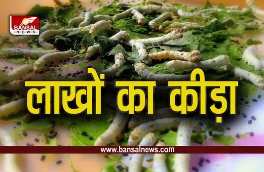 Silk : कपड़ा बनाने के लिए रेशम के कीड़ों को क्यों उबाला जाता है पानी में, जानें