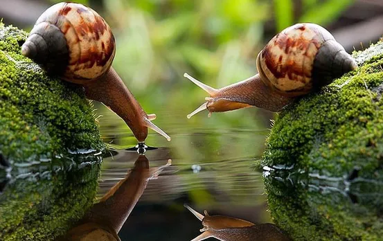 Interesting Facts in Hindi: एक हजार दांतों वाले इस छोटे जीव में हैं कई विशेषताएं, जानकर आप रह जाएंगे दंग