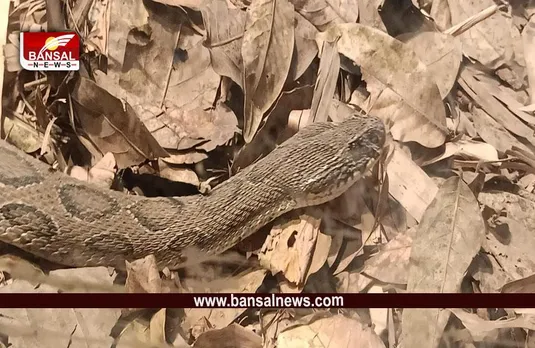 Snake: बारिश में जरूर लगाएं, सांप को घर से दूर भगाने वाले ये पौधे, उपाय