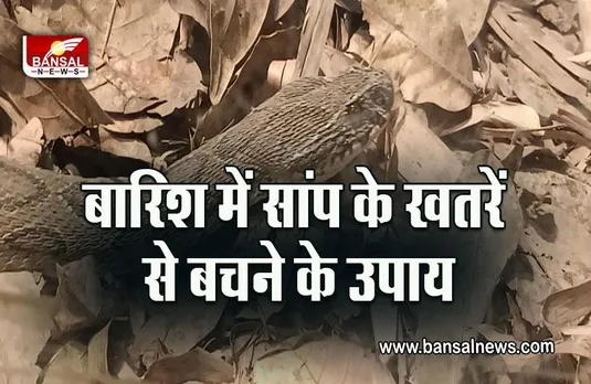 Snake Precaution Helpline Number : बारिश के मौसम में घर में निकलते हैं सांप,बिना देरी करे डायल करें ये नंबर
